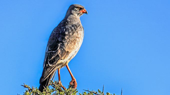 Goshawk