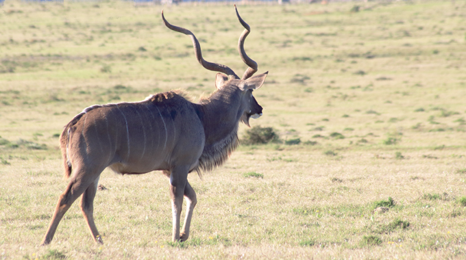 Kudu