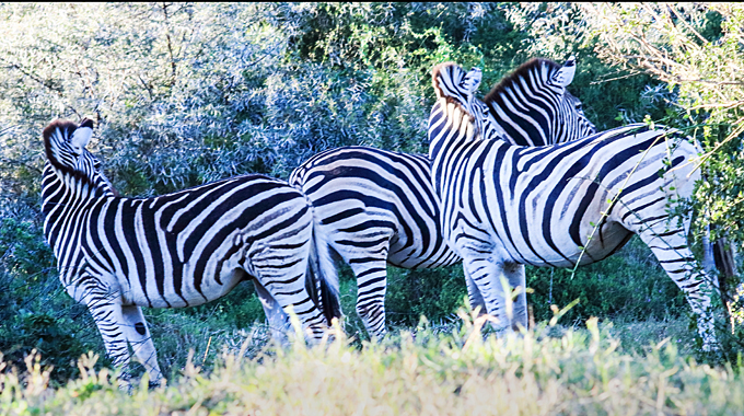Zebra