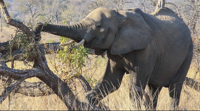 Tree on the way down