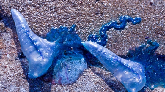 Of South Easters and Bluebottles