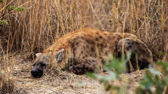 The Kruger never fails us